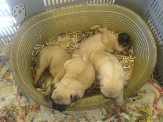 PUG